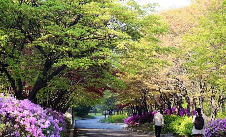 Công viên Yeouido - nơi ngắm hoa anh đào đẹp nhất Seoul vào mùa xuân