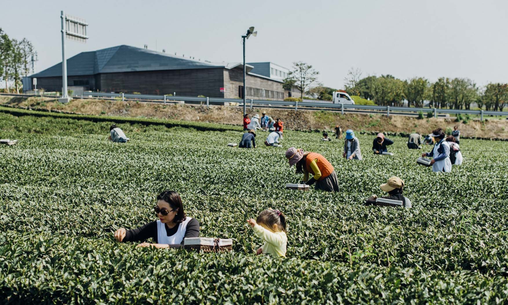 trải nghiệm việc hái lá chè tại osulloc tea museum