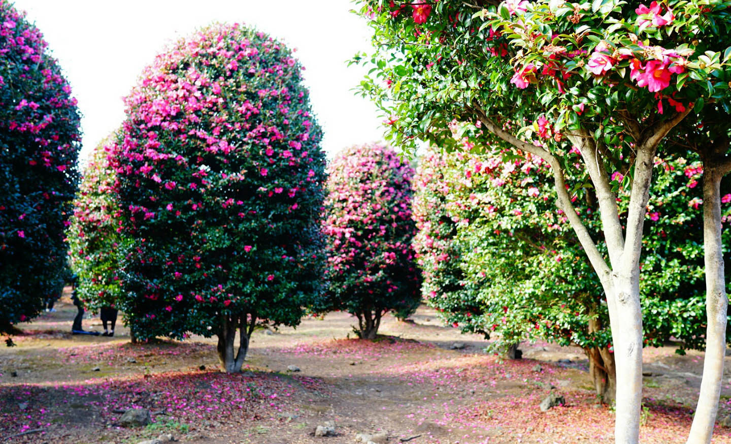 du lịch đảo jeu tự túc: chơi gì, ở đâu? vườn hoa trà