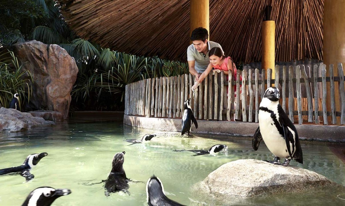 cho-chim-canh-cut-an-tai-vuon-chim-jurong