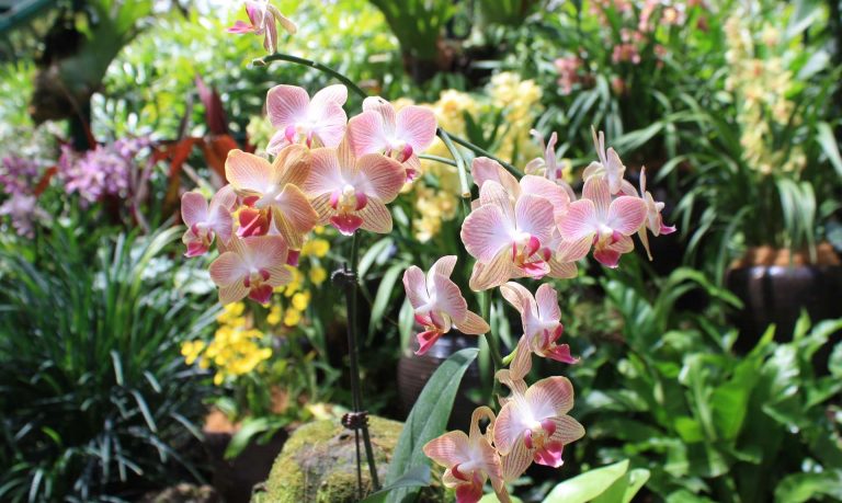 hoa-lan-tai-vuon-lan-national-orchid-garden