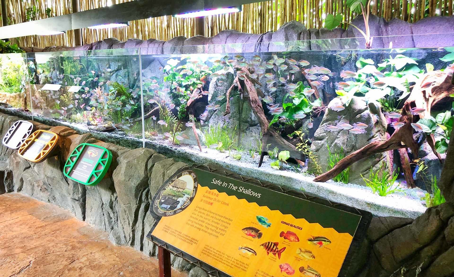 tham-quan-river-safari-singapore