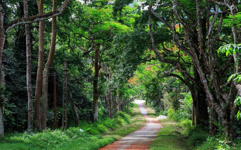 đường vào vườn quốc gia cúc phương