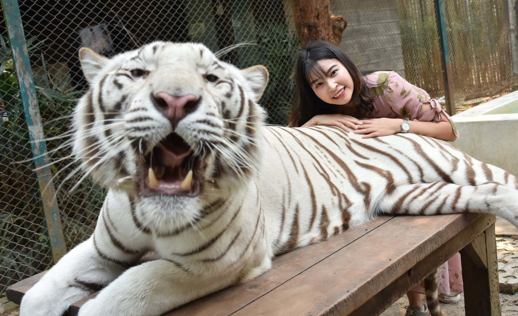 chụp ảnh với hổ trắng tại tiger kingdom chiang mai