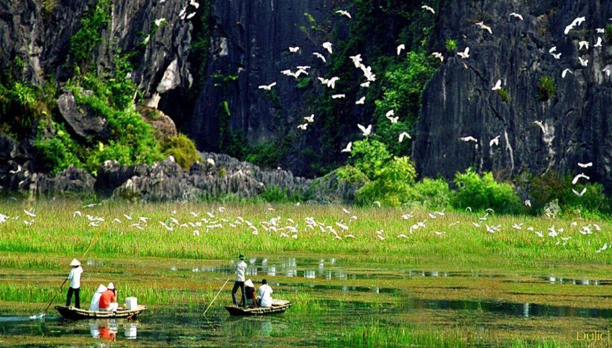 du lịch ninh bình nên đi đâu? vườn chim thung nham