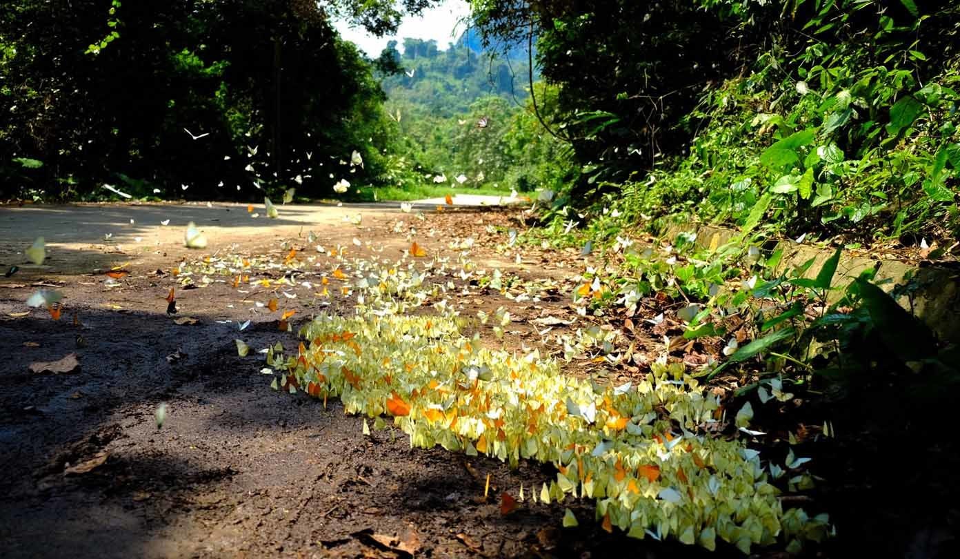 vương quốc bướm tại vườn quốc gia cúc phương