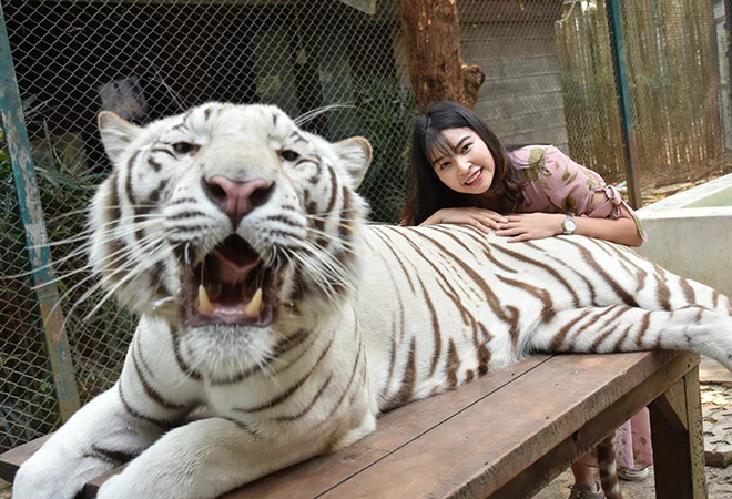 vương quốc hổ tiger kingdom chiang mai