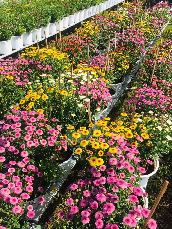 khám phá làng hoa sa đéc