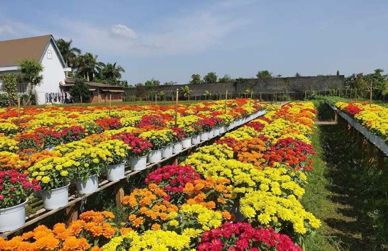 tham quan làng hoa sa đéc