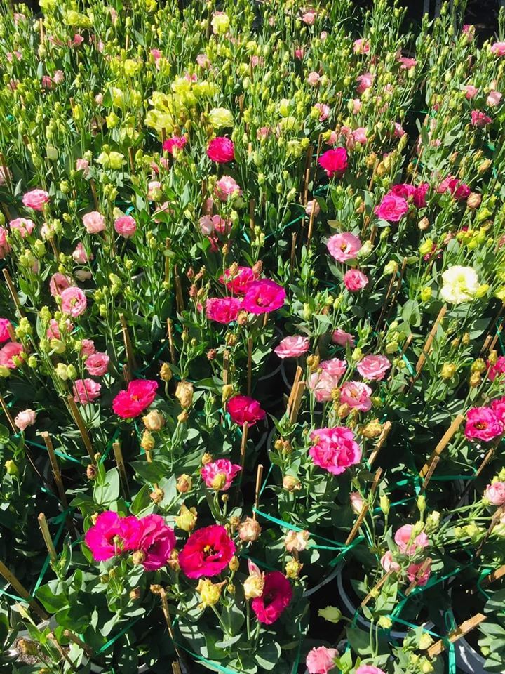 tham quan làng hoa sa đéc tại đồng tháp