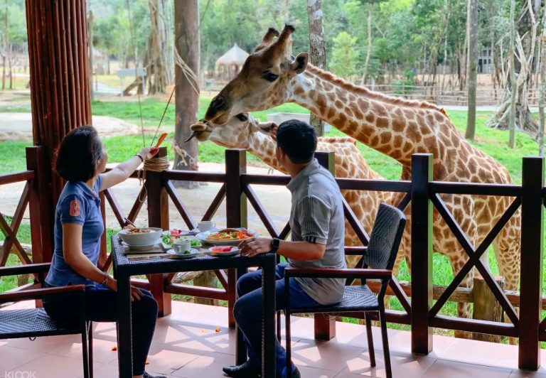 cho hươu cao cổ ăn ở vườn thú vinpearl safari phú quốc